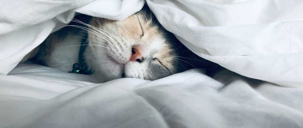 a cat is sleeping under the blanket