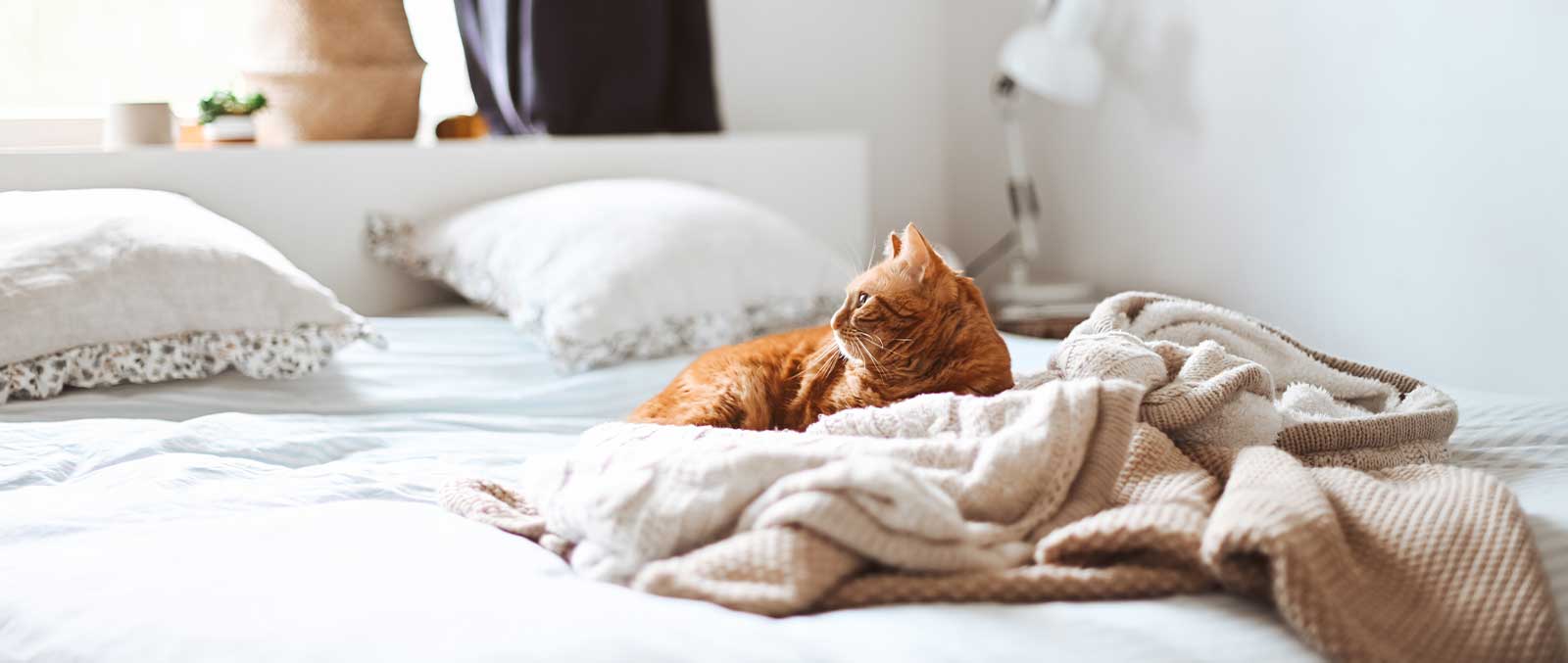 Tabby Cat lying on a white bed with white sheets looking out the window