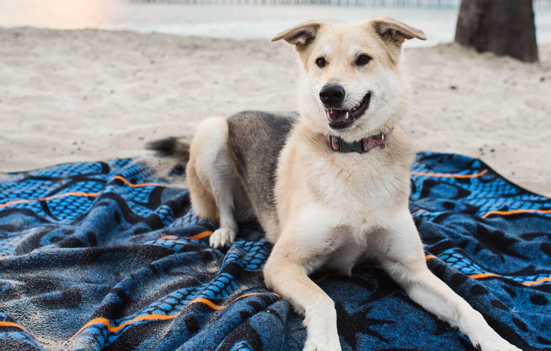 dog on the blanket in the beach